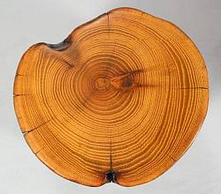 Top of an Osage Orange